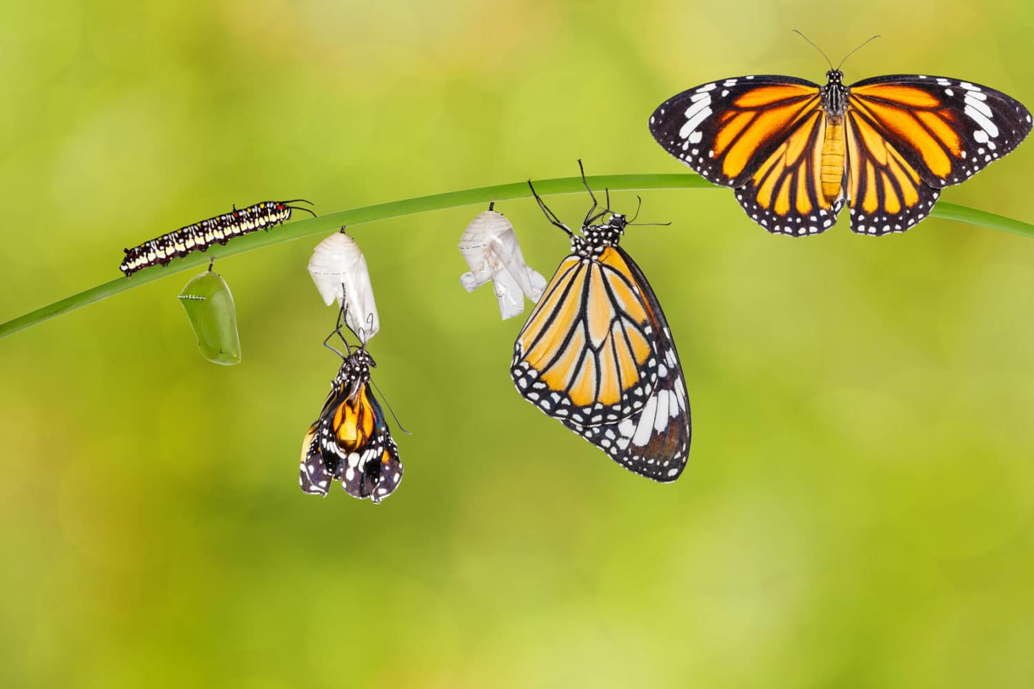 Transformez votre entreprise grâce au elearning